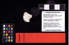 NHMW-GEO-2007z0149-0063_Ol_02.tifDistefania calva (Schweitzer & Feldmann, 2009)  (NHMW-GEO-2007z0149-0063)